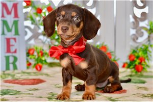Tessa - Dachshund, Mini for sale