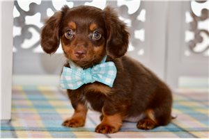 Susie - Dachshund, Mini for sale
