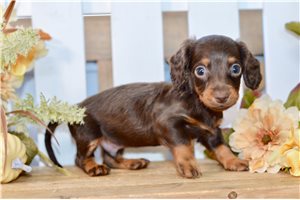 Romeo - puppy for sale