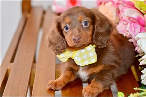 Amelie - Dachshund, Mini for sale