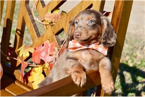 Jack - puppy for sale