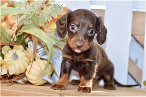 Romero - puppy for sale