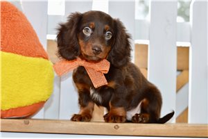 Dante - Mini Dachshund for sale