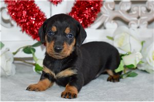 Jordi - Dachshund, Mini for sale