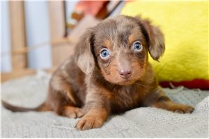 Louis - puppy for sale