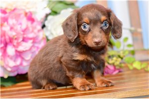 Stuart - Dachshund, Mini for sale