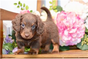 Trucker - Dachshund, Mini for sale