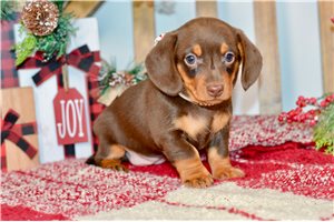 Cecelia - Dachshund, Mini for sale