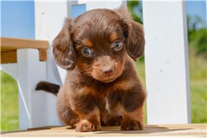 Susie - Dachshund, Mini for sale