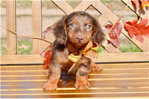Lynx - Dachshund, Mini for sale