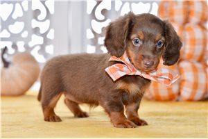 Darcy - Mini Dachshund for sale