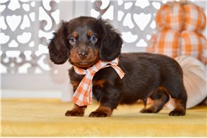 Dante - Mini Dachshund for sale