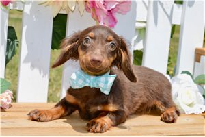 Stuart - Dachshund, Mini for sale