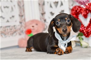 Calla - Dachshund, Mini for sale