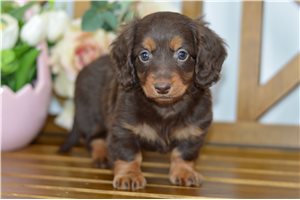 Joanna - Dachshund, Mini for sale