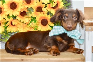 Stuart - Dachshund, Mini for sale