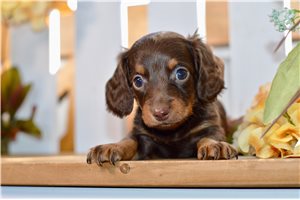 Roxy - Mini Dachshund for sale