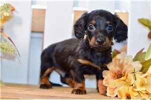 Rojo - Mini Dachshund for sale
