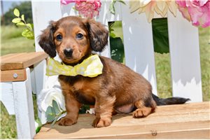 Suki - Dachshund, Mini for sale