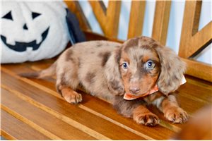 Lexx - puppy for sale