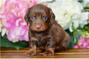 Sara - Dachshund, Mini for sale