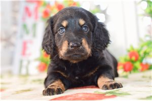 Auggie - Dachshund for sale