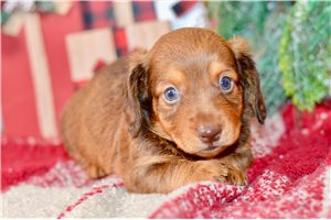 Gerald - Dachshund, Mini for sale
