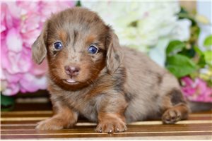 Sienna - puppy for sale