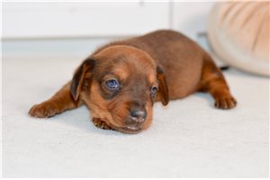 Victoria - Dachshund, Mini for sale