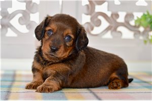Storm - puppy for sale