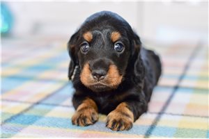 Nino - Dachshund, Tweenie for sale