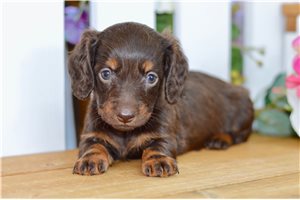 Tracie - puppy for sale