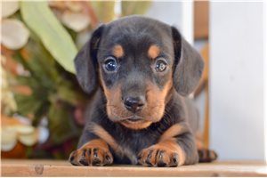 Delaney - puppy for sale