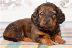 Nancy - Dachshund, Tweenie for sale