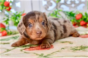 Chloe - Dachshund for sale