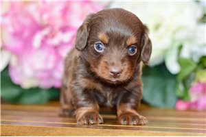 Susie - puppy for sale