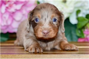Theodore - puppy for sale