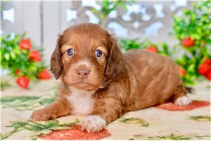 Anya - Dachshund for sale