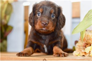 Dante - puppy for sale