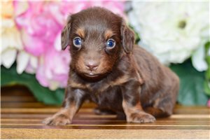 Stuart - puppy for sale