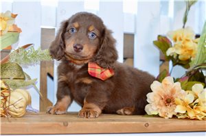 Leland - Dachshund for sale