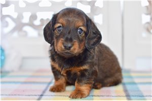 Newton - Dachshund, Tweenie for sale