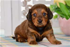 Suki - Dachshund, Mini for sale