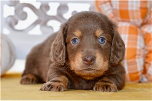 Leland - Dachshund for sale