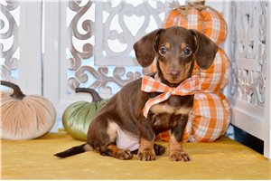 Christie - Dachshund for sale