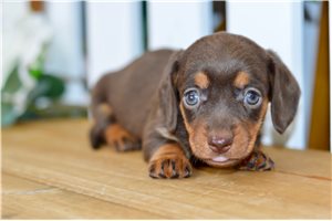 Tessa - puppy for sale
