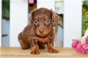 Tonka - Dachshund, Mini for sale