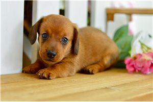 Travis - puppy for sale