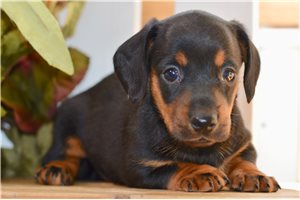 Donna - Mini Dachshund for sale