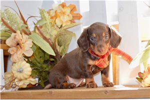 Christie - Dachshund for sale